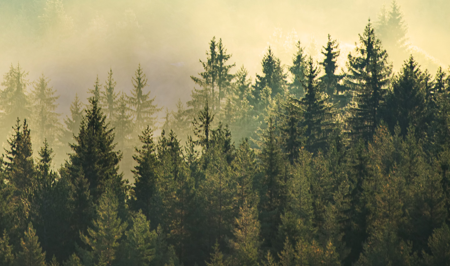 Image of tree tops in forest with yellow sky