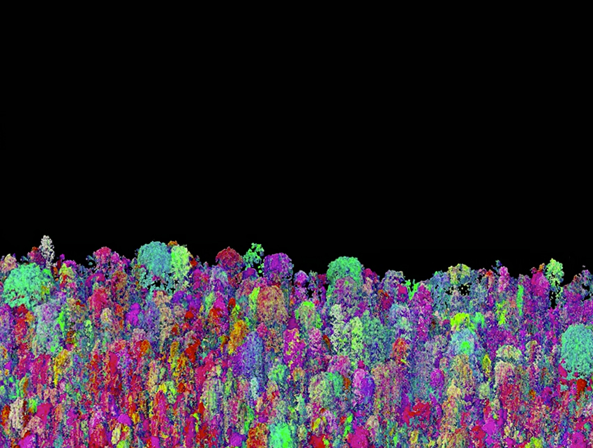 Graphic of multicolor Trees