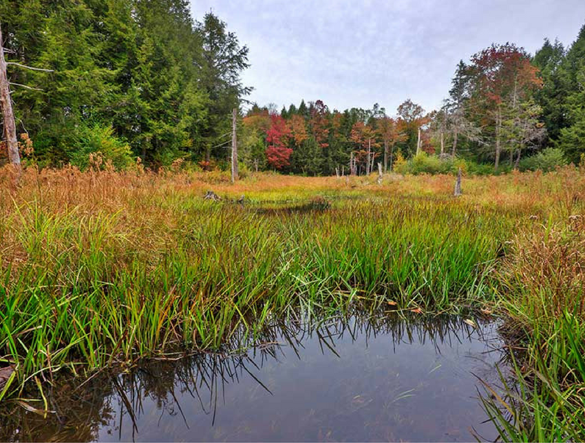 Image of Kendall Forest