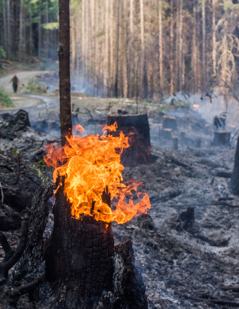 Image of tree stump on fire