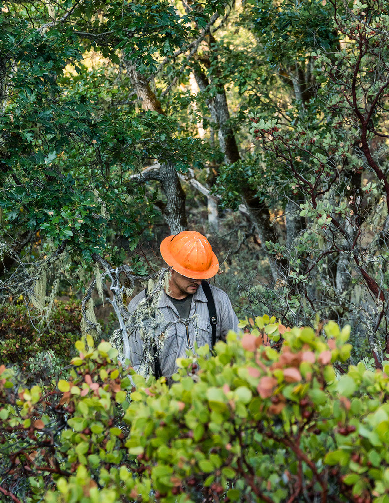 Image of forester wearing orange helmet in the woods