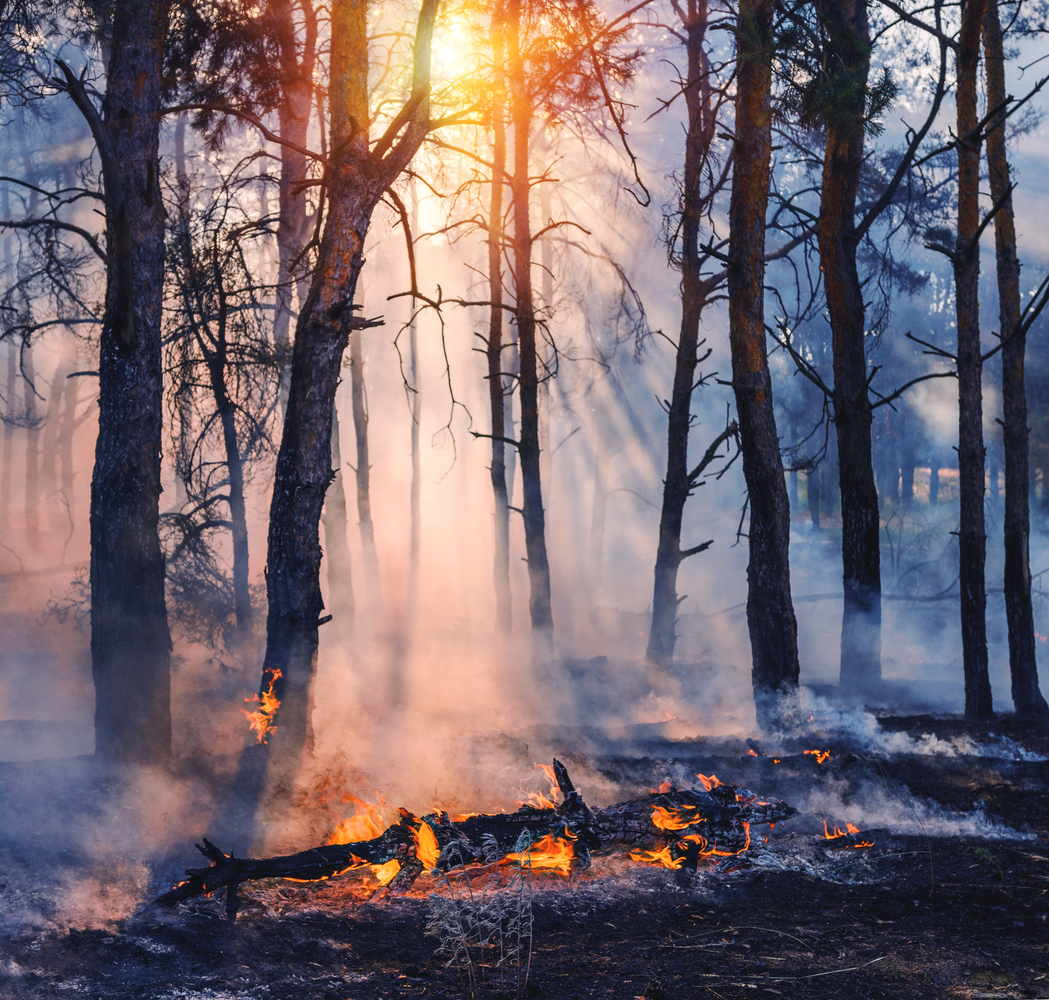 Image of fallen tree on fire in the middle of the woods