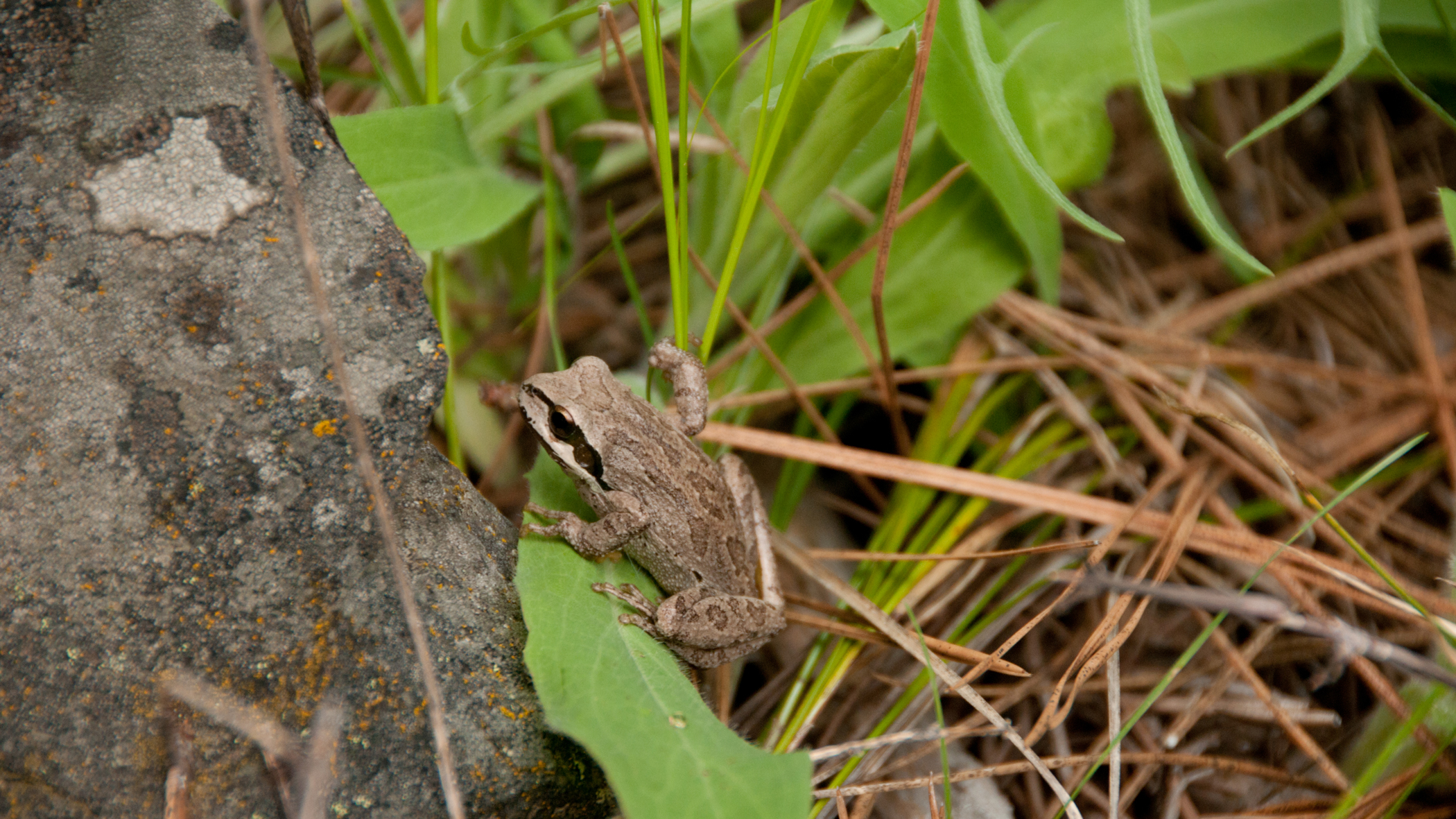 Image of frog in woods on the ground