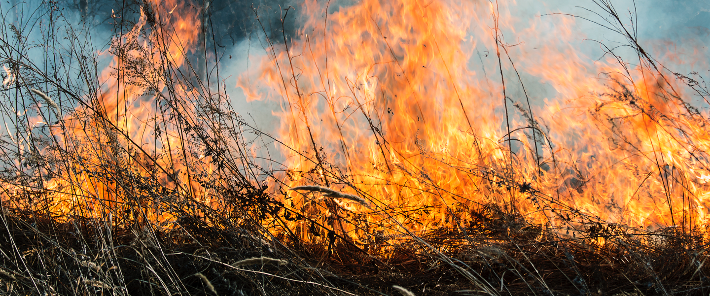 Image of brush on fire