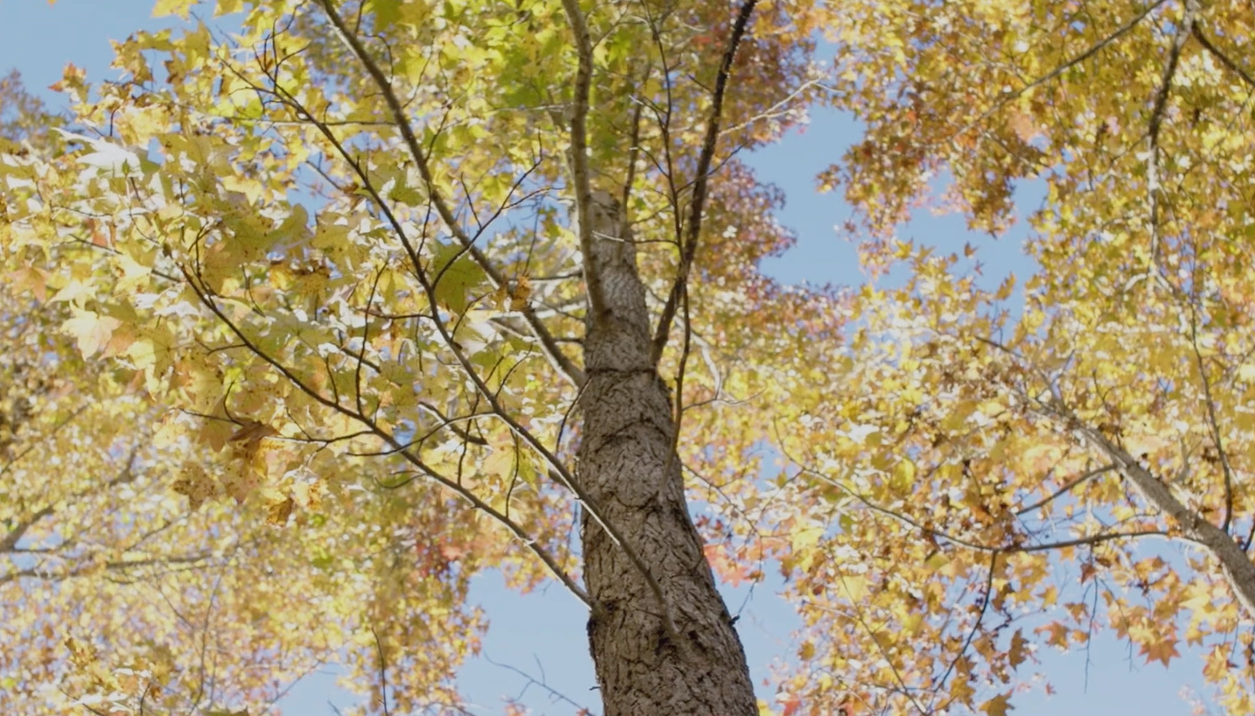 Image of tree tops