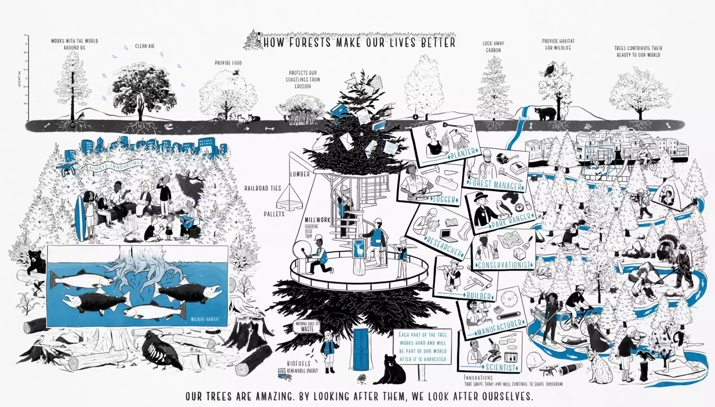 graphic explaining how forests make our lives better
