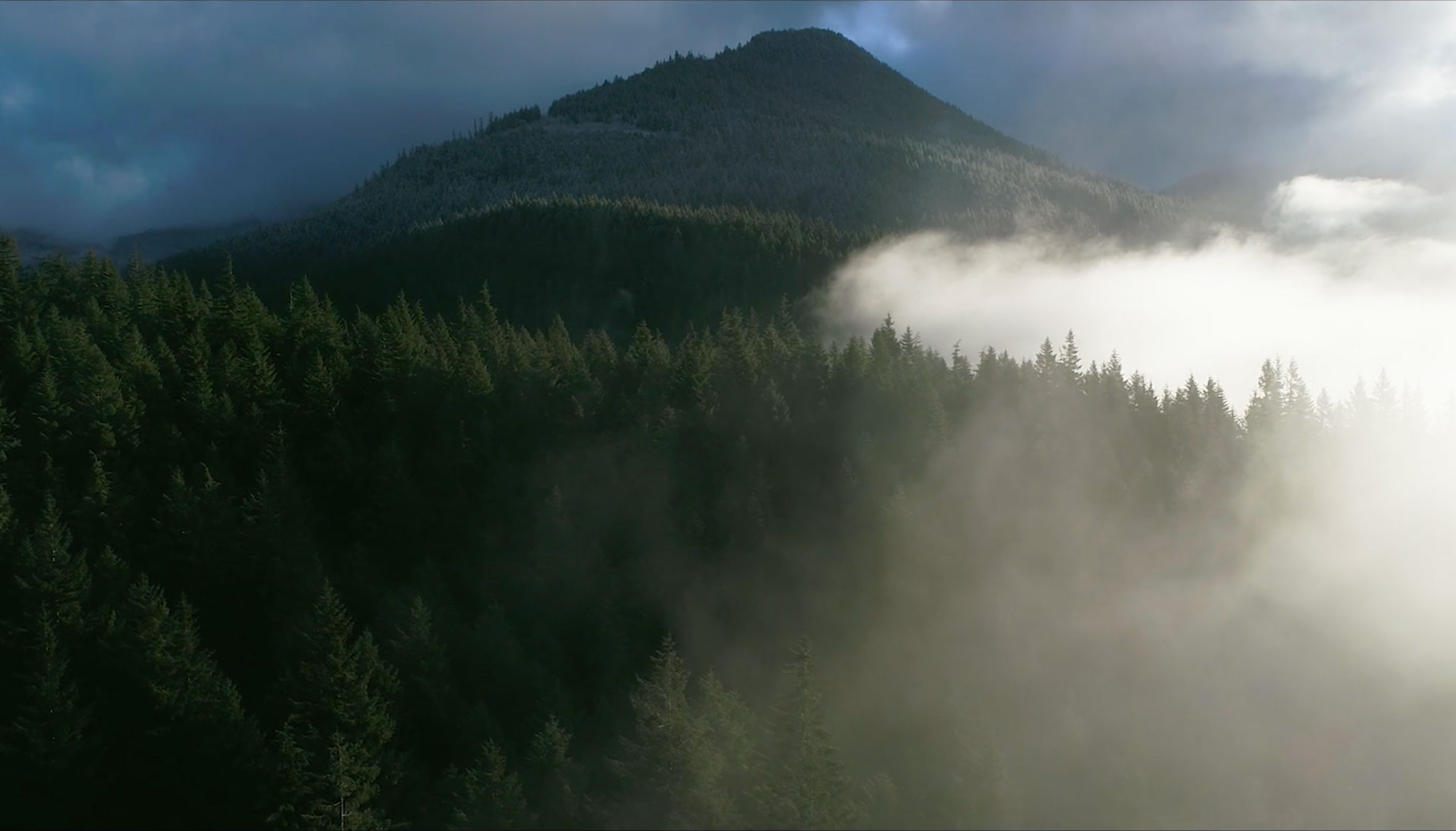 Image of a forest covered mountain