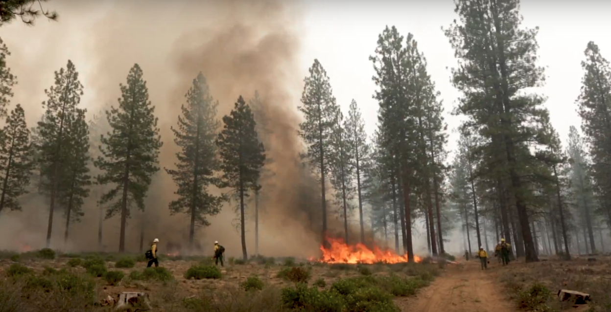 Image of fire burning among trees