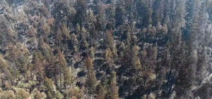 Aerial image of trees in forest