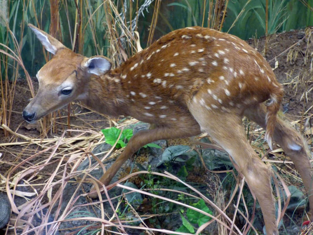 graphic of a fawn
