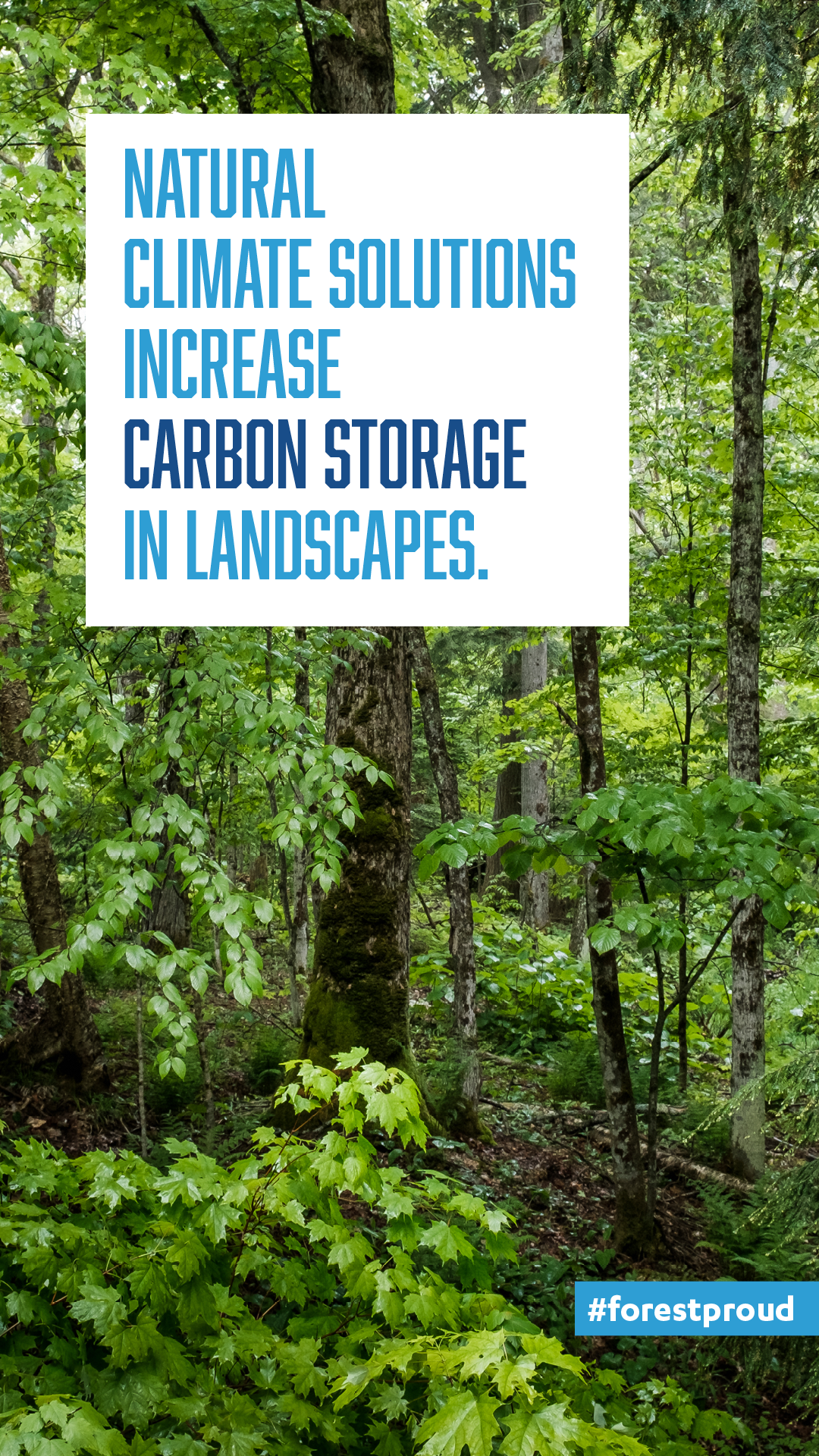 Carbon Storage in Landscapes