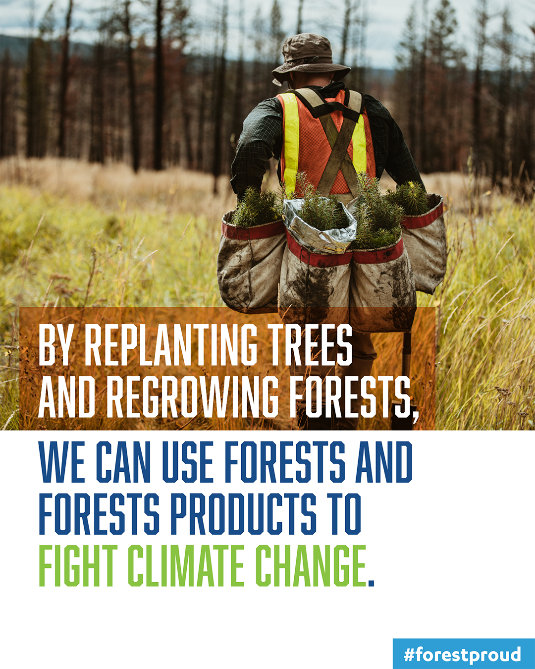Forests + forest products store carbon, fight climate change