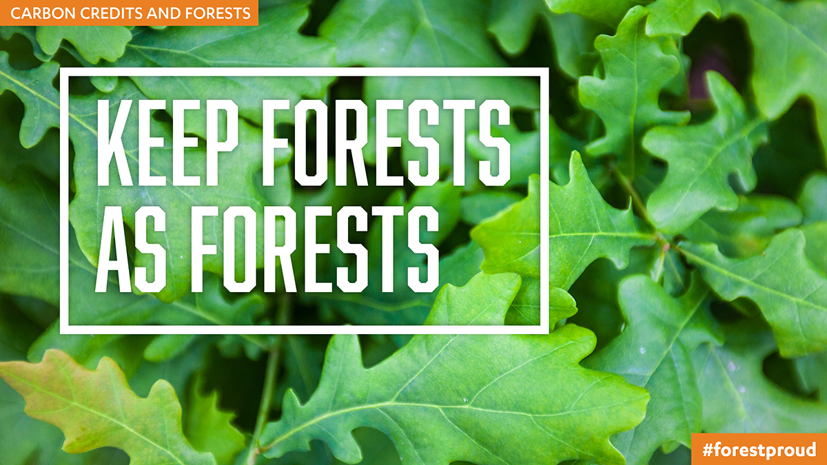 Caron Credit Basics: Types of Forest Offset Projects