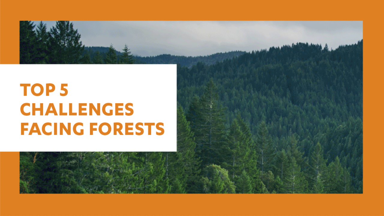 23 - Forest Challenges - Twitter Feed v1_ContentLibrary