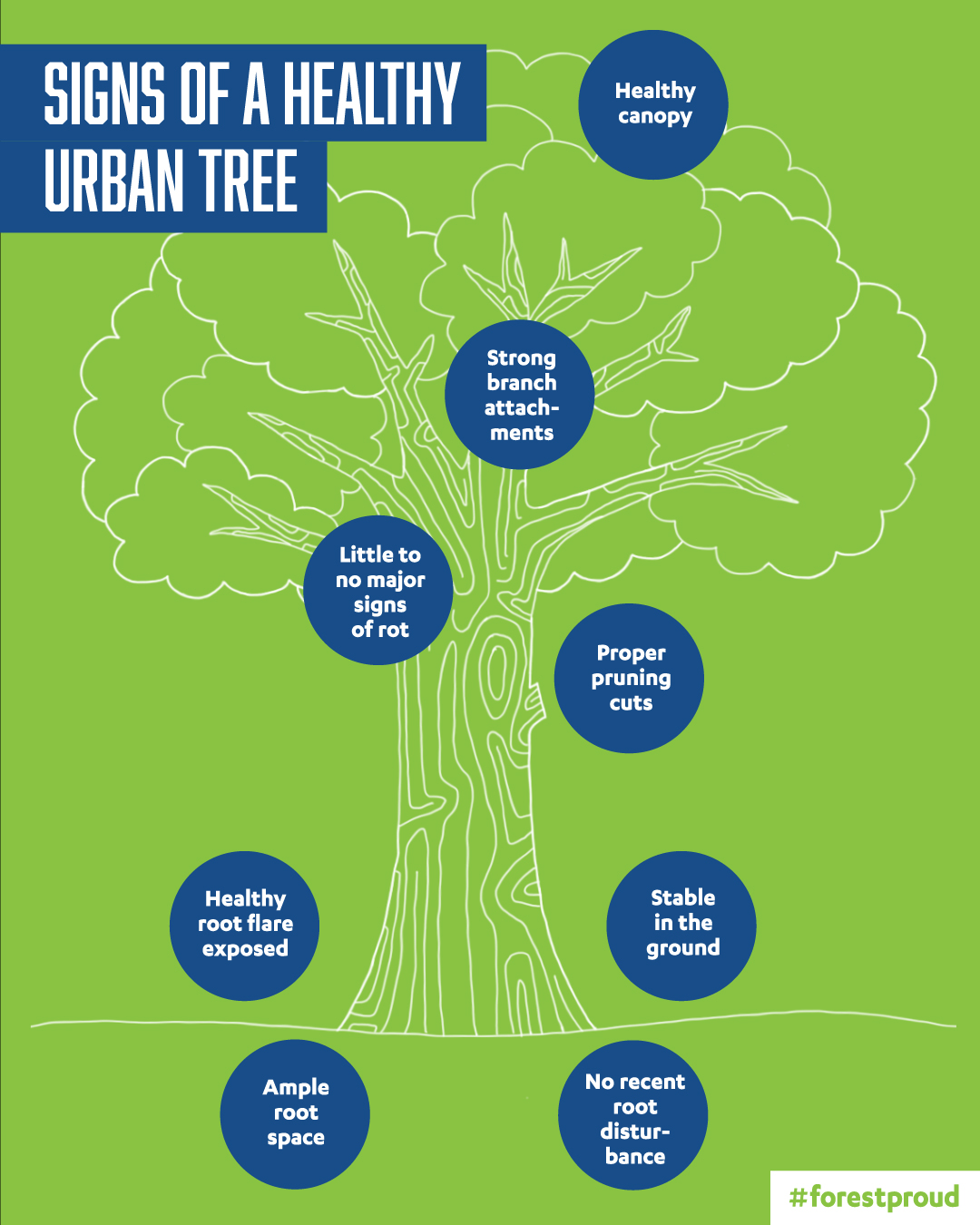 Signs of a Healthy Urban Tree