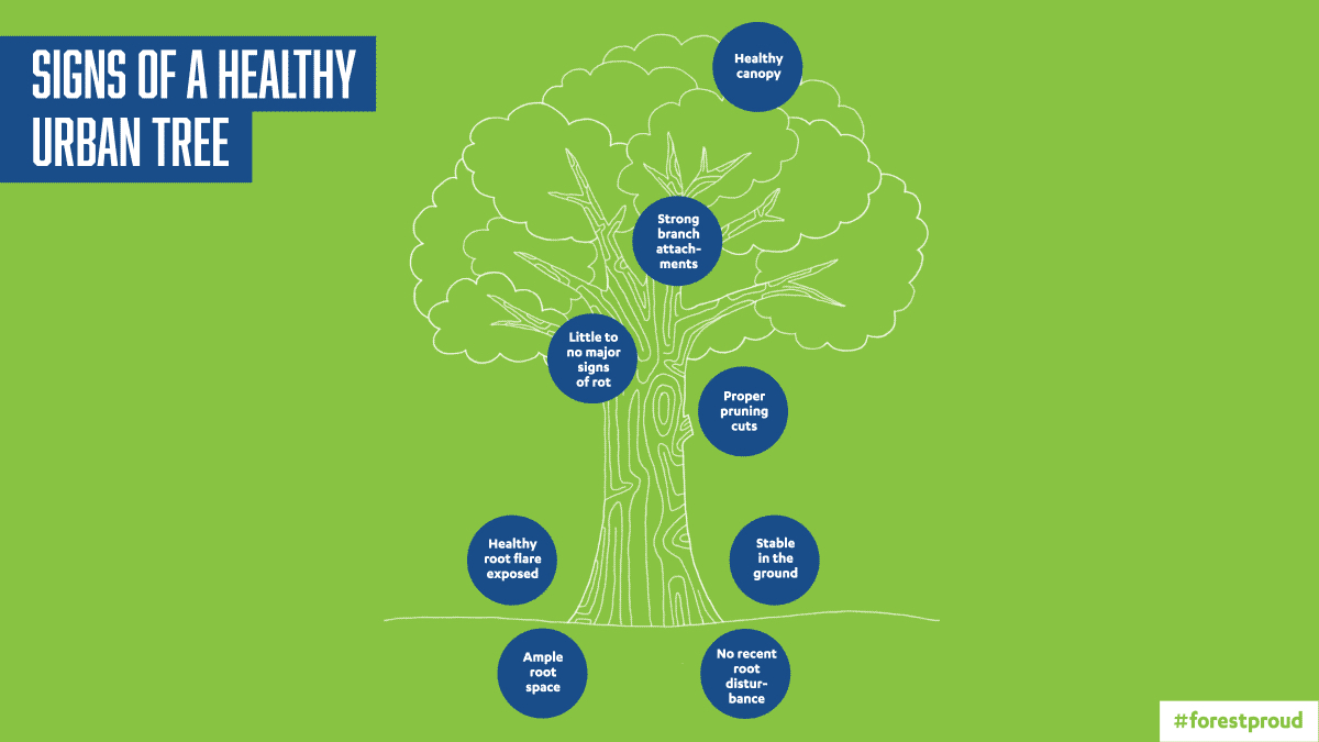 Signs of a Healthy Urban Tree