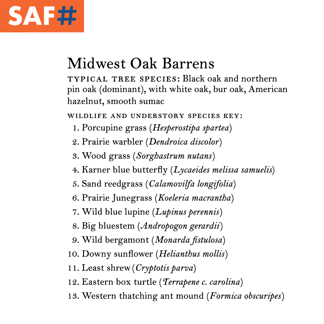 Forests of the US: Life Beneath the Canopy