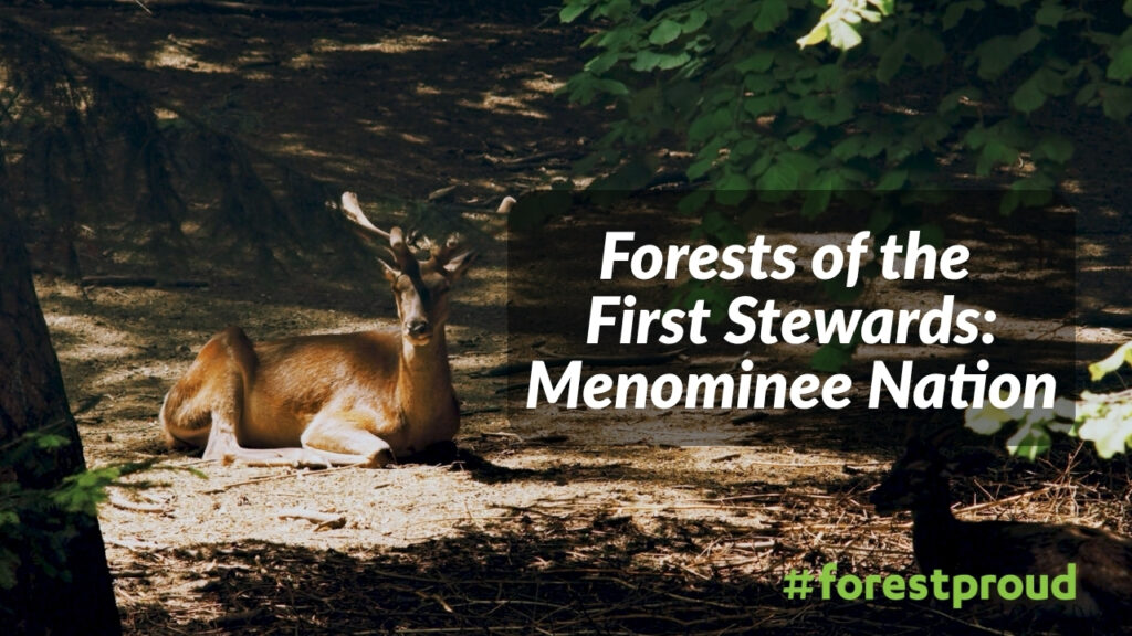Forests of the First Stewards Menominee Nation (6)