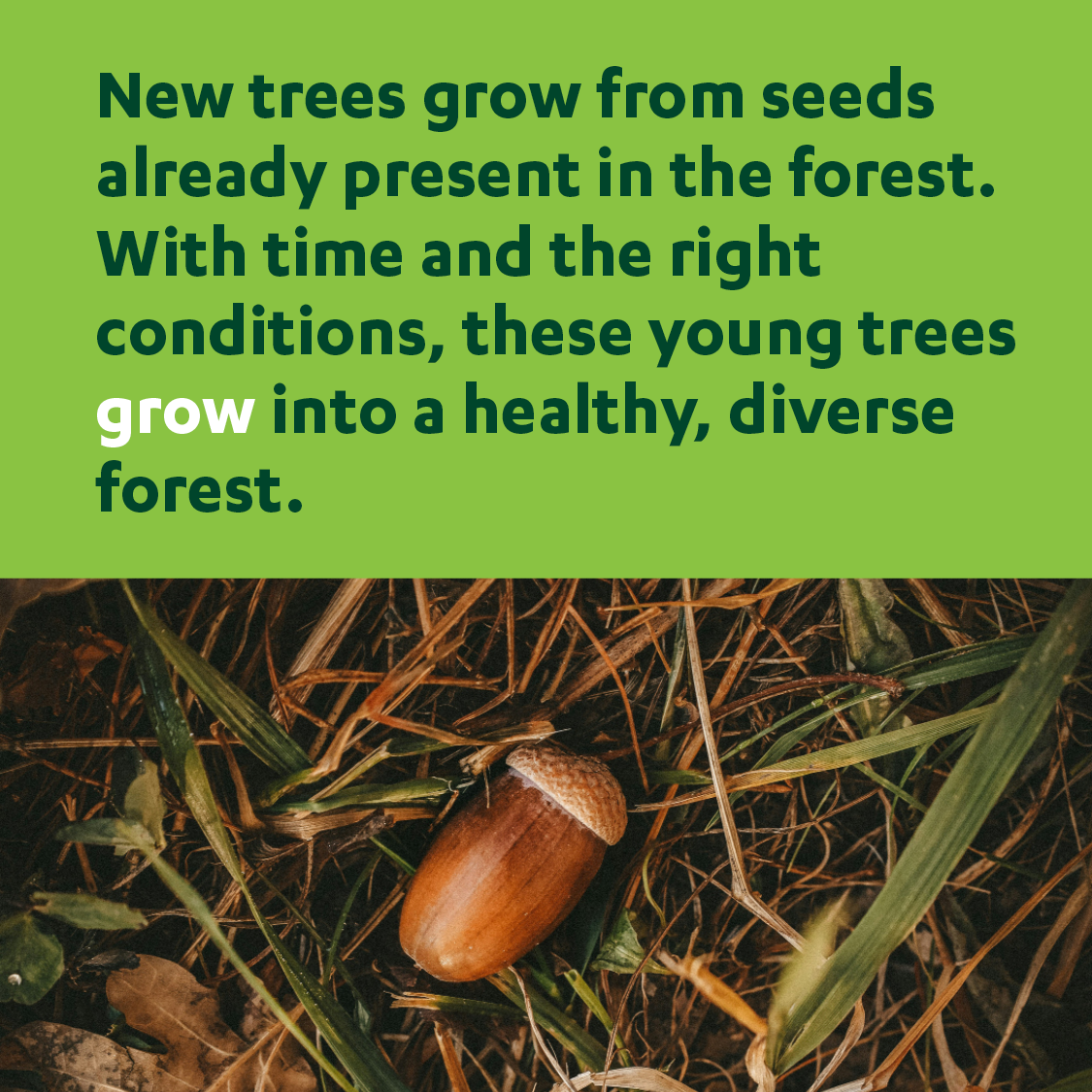 Forest Regeneration