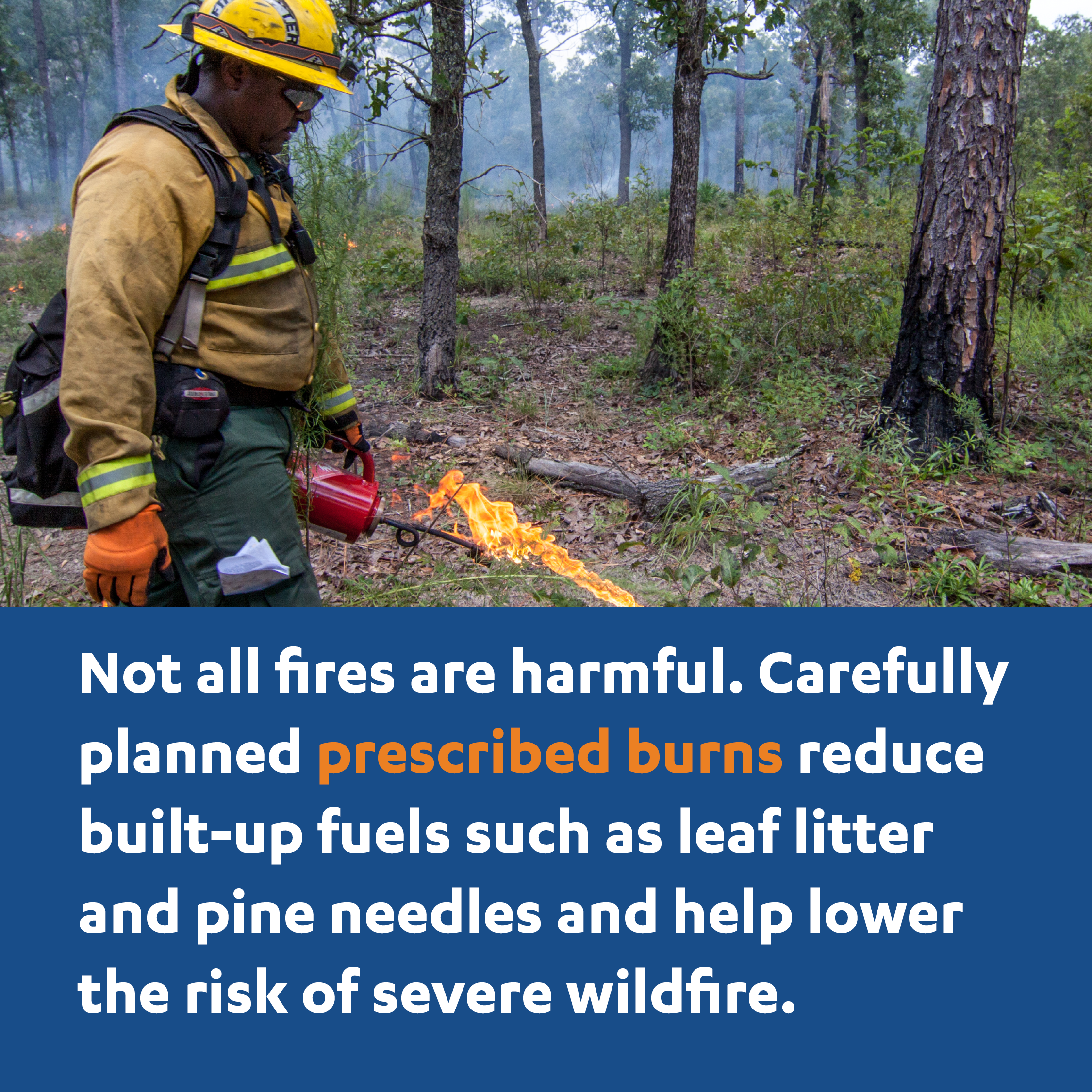 Healthy Forests Don’t Happen By Accident