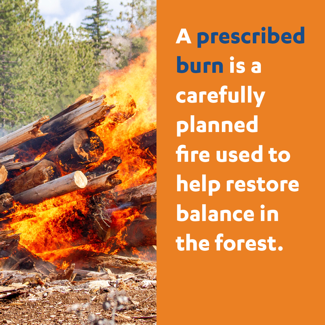 Prescribed Burn